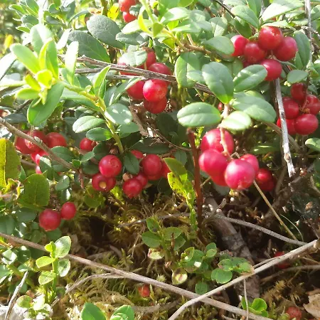 Hiekkaranta Parikkala