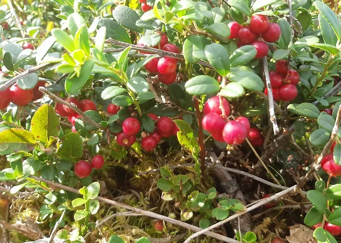 Hiekkaranta Париккала